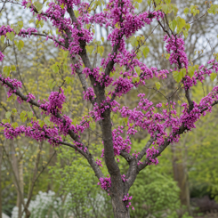 Judas Tree