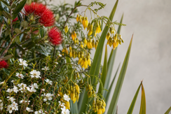 New Zealand Natives