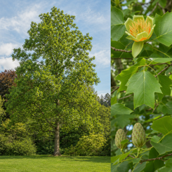 Tulip Tree