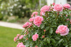 Modern Shrub Roses