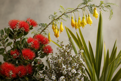 Native Plants