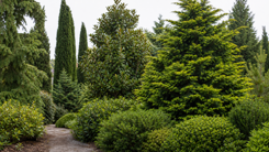 Other Evergreen Trees