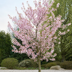 Prunus