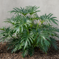 Philodendron