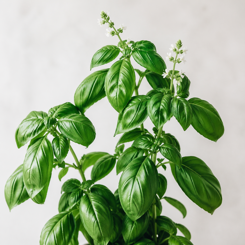 Basil