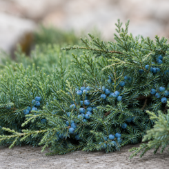Juniper