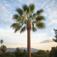 California Fan Palm