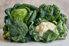 Cabbages & Brassicas