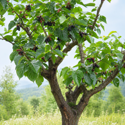 Mulberry