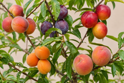 Stone Fruit