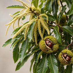 Castanea