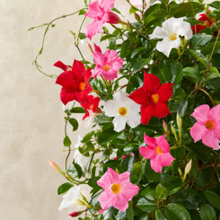 Mandevilla