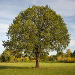 Elm
