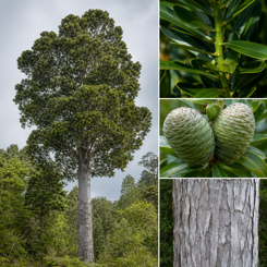 Kauri