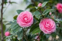 Camellias
