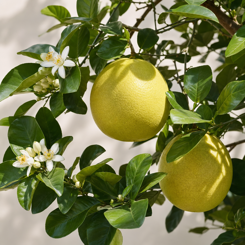 Pomelo
