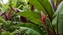 Ornamental Bananas