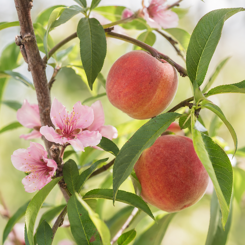 Peach