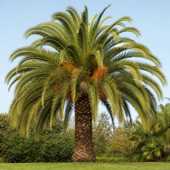 Canary Island Date Palm