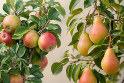Pip Fruit