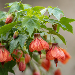 Flowering Maple