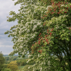 Hawthorn