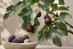 Figs