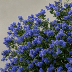 Ceanothus