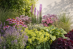Perennials