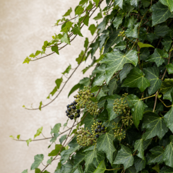 English Ivy