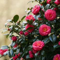 Chinese Camellia
