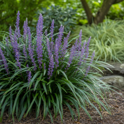 Lilyturf