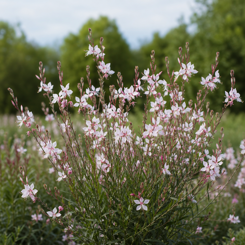 Gaura