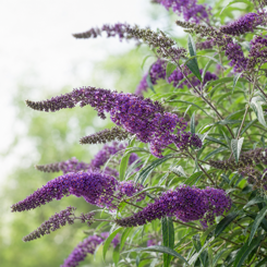 Buddleja