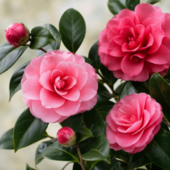 Japanese Camellia