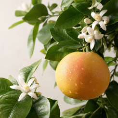 Grapefruit