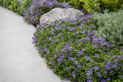 Ground Covers