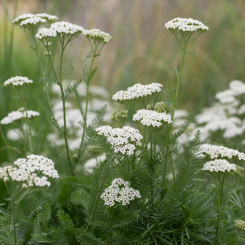 Yarrow