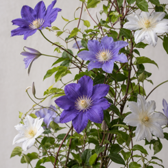 Clematis