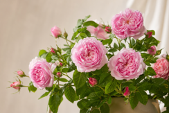 Damask Roses