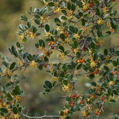 Corokia
