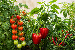 Tomatoes & Peppers