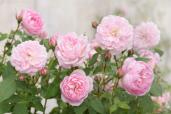 Alba Roses