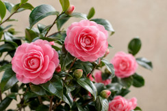 Japanese Camellias
