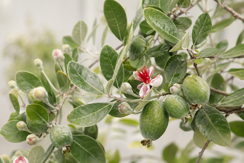 Feijoa