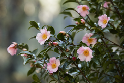 Sasanqua Camellias