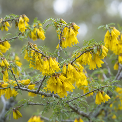 Kowhai