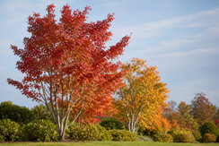 Deciduous Trees