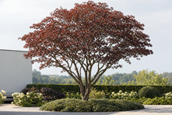 Trees