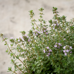 Thyme